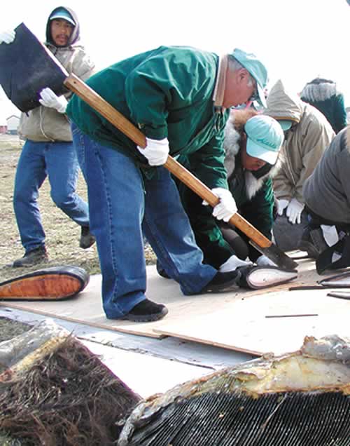 CUTTING MUKTUK—Whaling captain Darold Frankson cuts the whale's flippers in thin slices, about two fingers wide, for the give-away.
