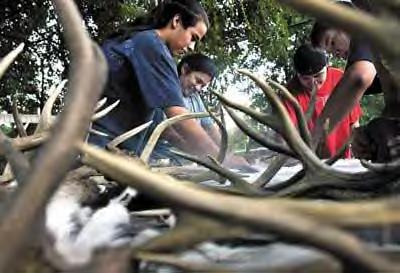 IN TOUCH WITH TRADITION: Arron Sisk, 16, left; his mother, Caleen Sisk-Franco; James Ward, 15; and Tony Haase, 15, grind a deerskin. Skins and antlers were being prepared for a Wintu dance that pays respect to deer. Sisk-Franco wants to keep Wintu youth connected to their heritage. She hopes to rebuild a Winemen village at the base of Bear Mountain, where she lives with her family.
