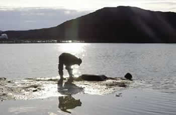 A clam digger scouring the shore for clam holes.