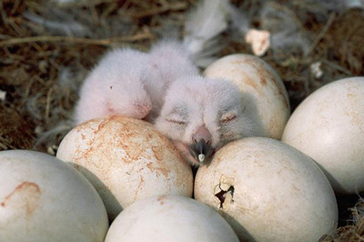 Snowy Owl Hatchling - A tiny snowy owl hatchling lies among the still unhatched eggs of its siblings. The more black, the younger it is and the more likely it's a female.