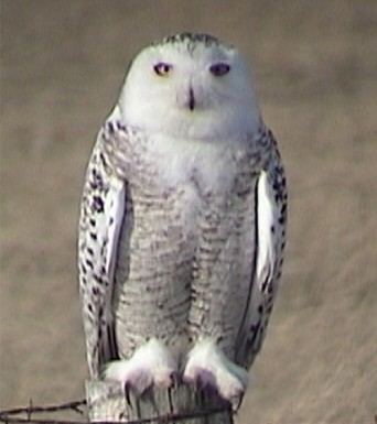 Snowy Owl Adult Female