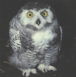Snowy Owl Juvenile