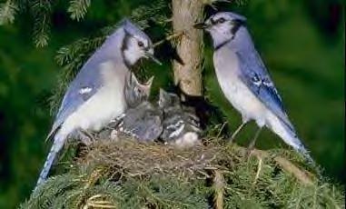 Blue Jays Parents and Chicks