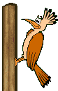 Silly Woodpecker