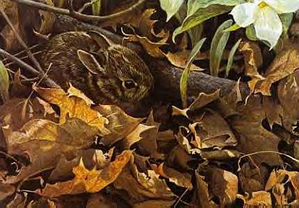 Cottontail Among the Leaves by Robert Bateman