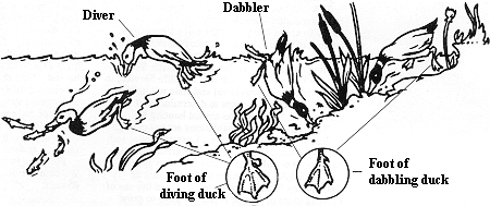 Dabblers versus Divers