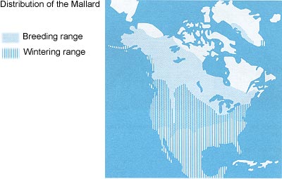 Distribution of the Mallard map