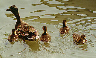 Mallard Hen and Ducklings