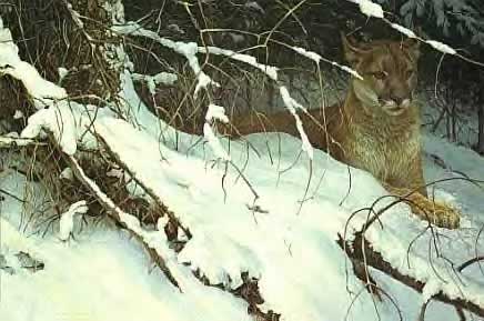 Cougar in Snow by Robert Bateman