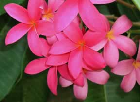 A bunch of Pink Plumeria