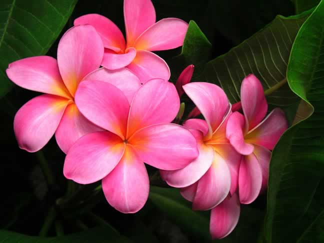 Bunch of Deep Pink and Yellow Plumeria