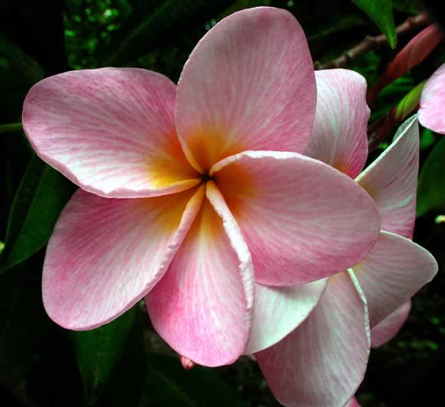 Pink and White varigated Plumeria