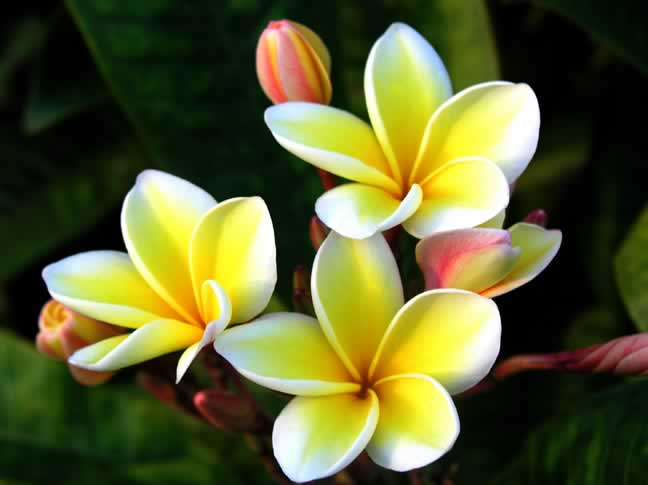 Bunch of Yellow, White and Pink Plumeria