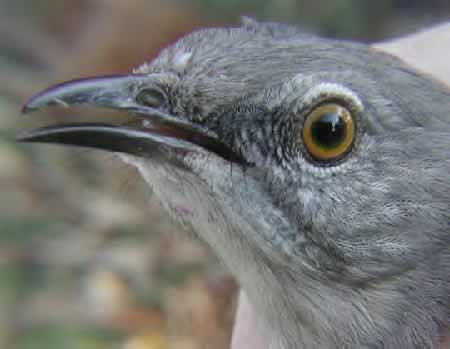 Mockingbird Head