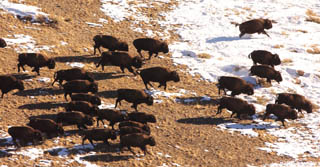 The Crow Tribe of Montana’s 1,100-bison herd, wintering in the Bighorn Mountains, has been moving off the reservation to public and private lands in Wyoming because forage is in scarce supply.