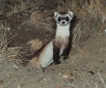 Black-footed ferret. Image courtesy of the Centers for Disease Control.