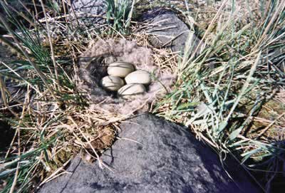 Visions Inuit 2004, photo Tyna Amidlak - geese eggs.