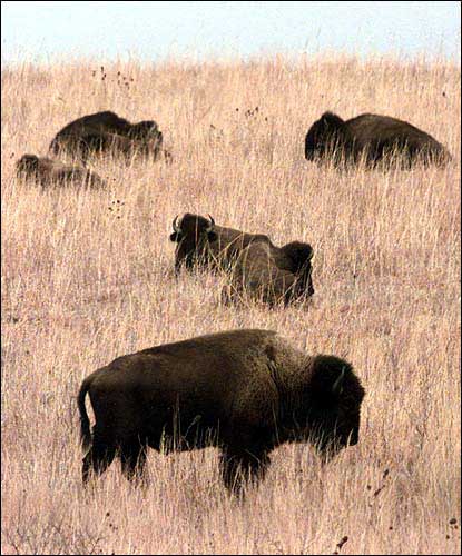 Buffalo graze on the tall grass of the Maxwell Wildlife Refuge near Canton. A proposal first made in the 1980s to turn large portions of the Kansas prairie back to the buffalo is being examined again as the state's population in rural areas declines. - AP File Photo