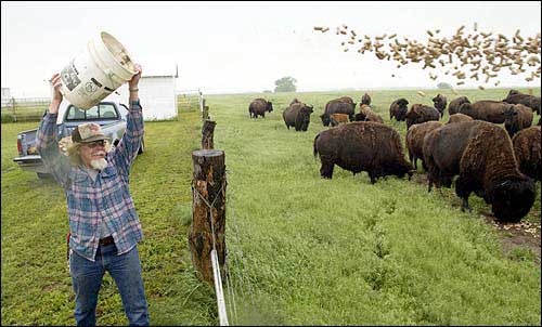 Gary Chaput, ranch manager at the L.C.L. Buffalo Ranch in Clifton, spreads out "range cube" food to 250 head of American bison. The ranch is owned by Lester Lawrence, of Clifton. A proposal to turn large swaths of rural Kansas back to buffalo will be discussed Wednesday in Manhattan. - Journal-World File Photo