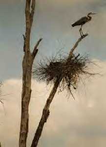 Great Blue Heron and nest