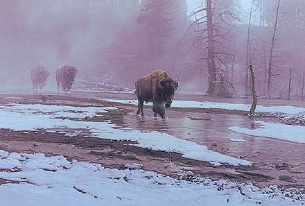 Yellowstone Procession by Daniel Smith 