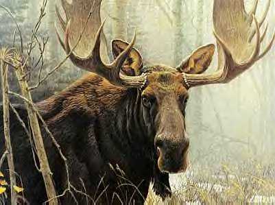 "Bull Moose" by Robert Bateman 
