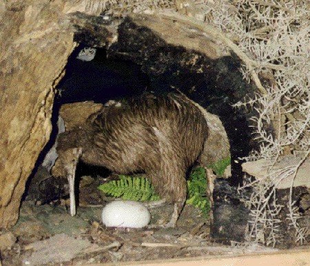 Kiwi with egg
