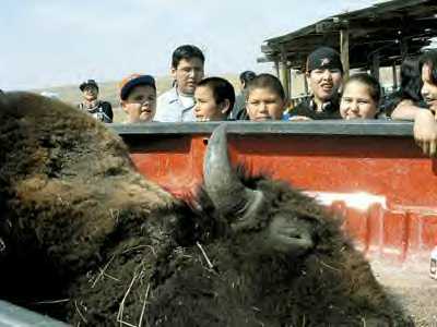 A two-year-old bull was harvested from one of the Pine Ridge herds and brought to the Piya Wiconi Center of the Oglala Lakota College pow wow grounds to undergo traditional butchering during the Pte Waste, or Good Buffalo Festival on April 2. The kids wondered how they got the buffalo into the bed of the pickup truck. (David Melmer / Indian Country Today)