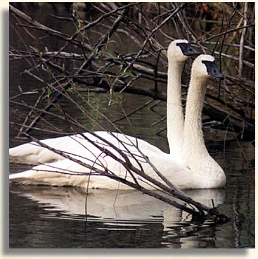 Trumpter Swans
