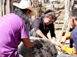 Shearing Sheep at the Sheep Camp