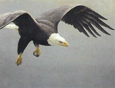 Approach of the Bald Eagle