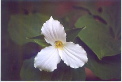 Trillium Photo, May 5, 2000 by Paul C. Barry